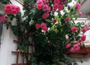 İcarəyə verilir 2 otaqlı 35 m2 həyət evi ABŞ səfirliyi