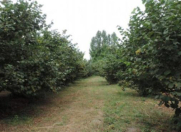 Satılır 150 sot torpaq Xudat