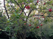 Satılır 46 sot torpaq Şəki