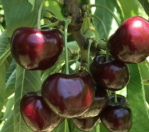 Satılır 128 sot torpaq Xaçmaz