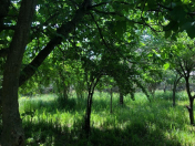 Satılır 10 sot torpaq Lənkəran