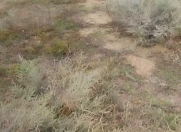 Satılır 8 sot torpaq Gürgən