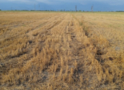 Satılır 1.4 sot torpaq Qəbələ