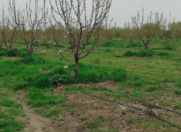 Satılır 124 sot torpaq Xaçmaz