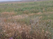 Satılır 170 sot torpaq Məhəmmədli