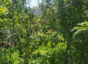 Satılır 5 sot torpaq Saray