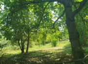 Satılır 9 sot torpaq İsmayıllı