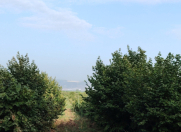 Satılır 1200 sot torpaq Ağstafa