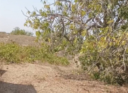 Satılır 12 sot torpaq Nardaran