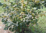 Satılır 57 sot torpaq Xudat