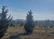 Satılır 1 otaqlı 5000 m2 bağ evi Perekeşkül