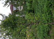 Satılır 4 otaqlı 100 m2 həyət evi Qusar