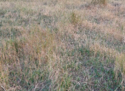 Satılır 8 sot torpaq Qazax