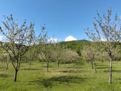 Satılır 4.5 sot torpaq İsmayıllı