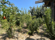 Satılır 7 sot torpaq Mingəçevir