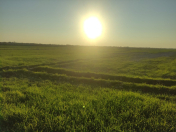 Satılır 177 sot torpaq Göyçay