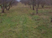 Satılır 150 sot torpaq Xaçmaz