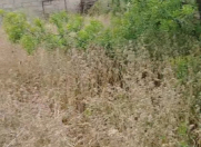 Satılır 6 sot torpaq Buzovna