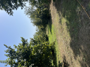 Satılır 25 sot torpaq Qəbələ