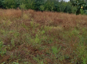 Satılır 14 sot torpaq Samux