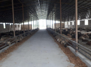 Satılır 640000 sot torpaq Şabran