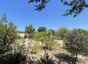 Satılır 24 sot torpaq Novxanı