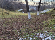 Satılır 16 sot torpaq Qəbələ