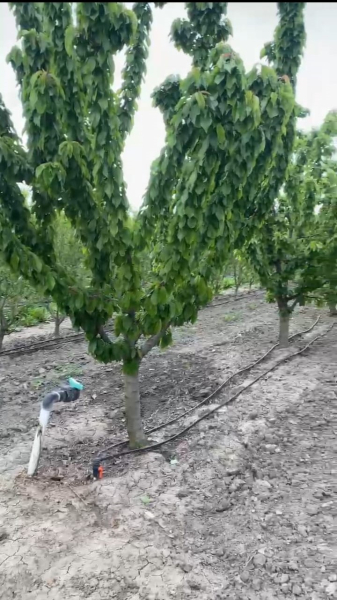 Satılır 2000 sot torpaq Xaçmaz