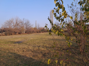 Satılır 25 sot torpaq Göyçay