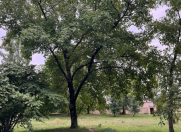 Satılır 30 sot torpaq Qəbələ