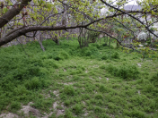 Satılır 15.5 sot torpaq Əhmədli