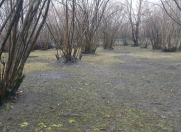 Satılır 15 sot torpaq Qəbələ