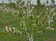 Satılır 60 sot torpaq Quba