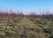 Satılır 100 sot torpaq Quba