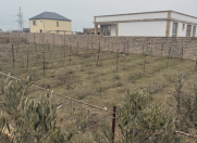 Satılır 5 sot torpaq Dübəndi bağları