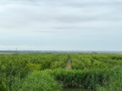 Satılır 800 sot torpaq Şabran