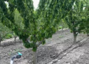 Satılır 2000 sot torpaq Xaçmaz