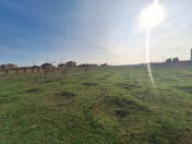 Satılır 200 sot torpaq Binə