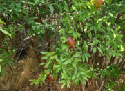 Satılır 50 sot torpaq Maştağa