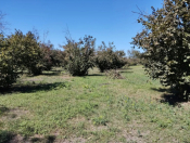 Satılır 70 sot torpaq Qəbələ