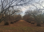 Satılır 8 otaqlı 300 m2 bağ evi Qax