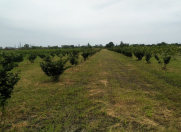 Satılır 48 sot torpaq Xudat