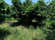 Satılır 24 sot torpaq Oğuz