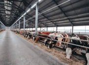 Satılır 1000 sot torpaq Hövsan