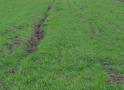 Satılır 150 sot torpaq Xaçmaz