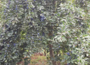 Satılır 44 sot torpaq Xaçmaz