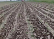 Satılır 2000 sot torpaq Bərdə