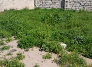 Satılır 8 sot torpaq Asan Xidmət-5