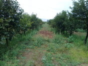 Satılır 200 sot torpaq Qazax