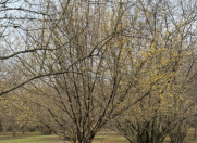 Satılır 35 sot torpaq Qəbələ